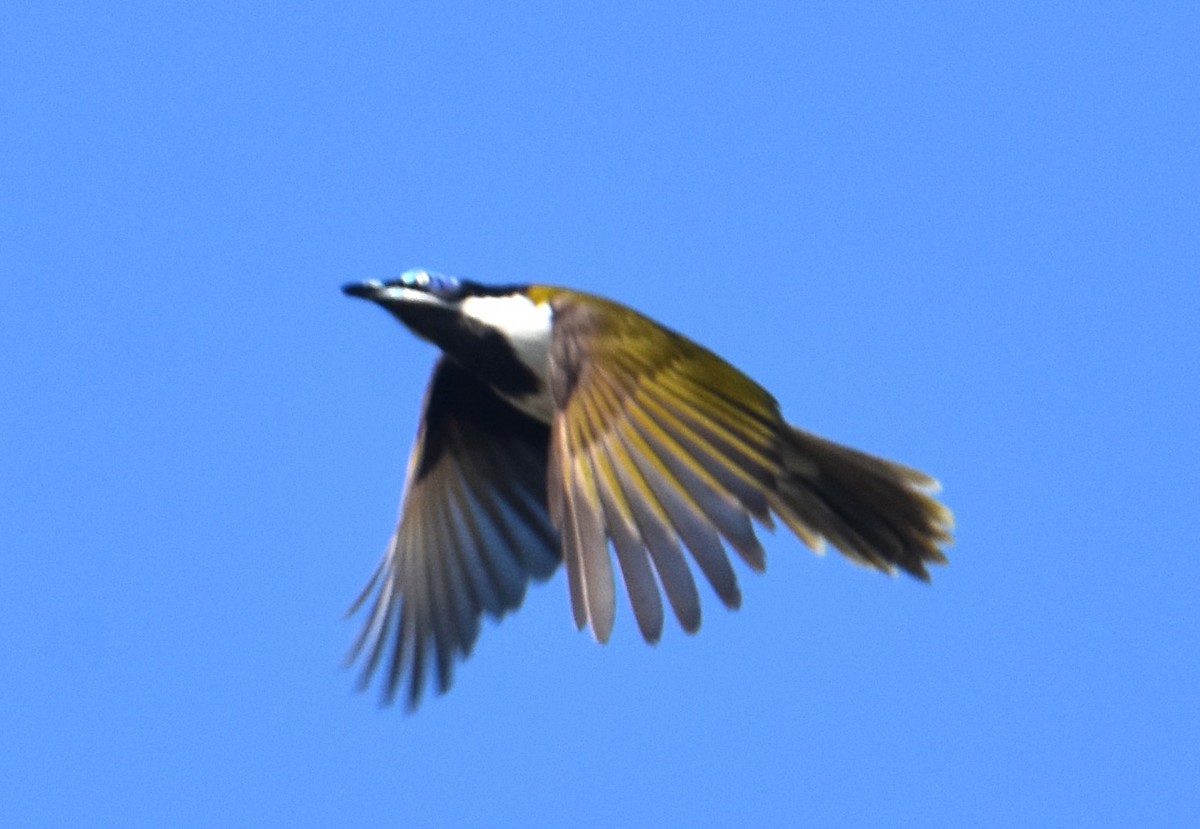 Blue-faced Honeyeater - ML641667632