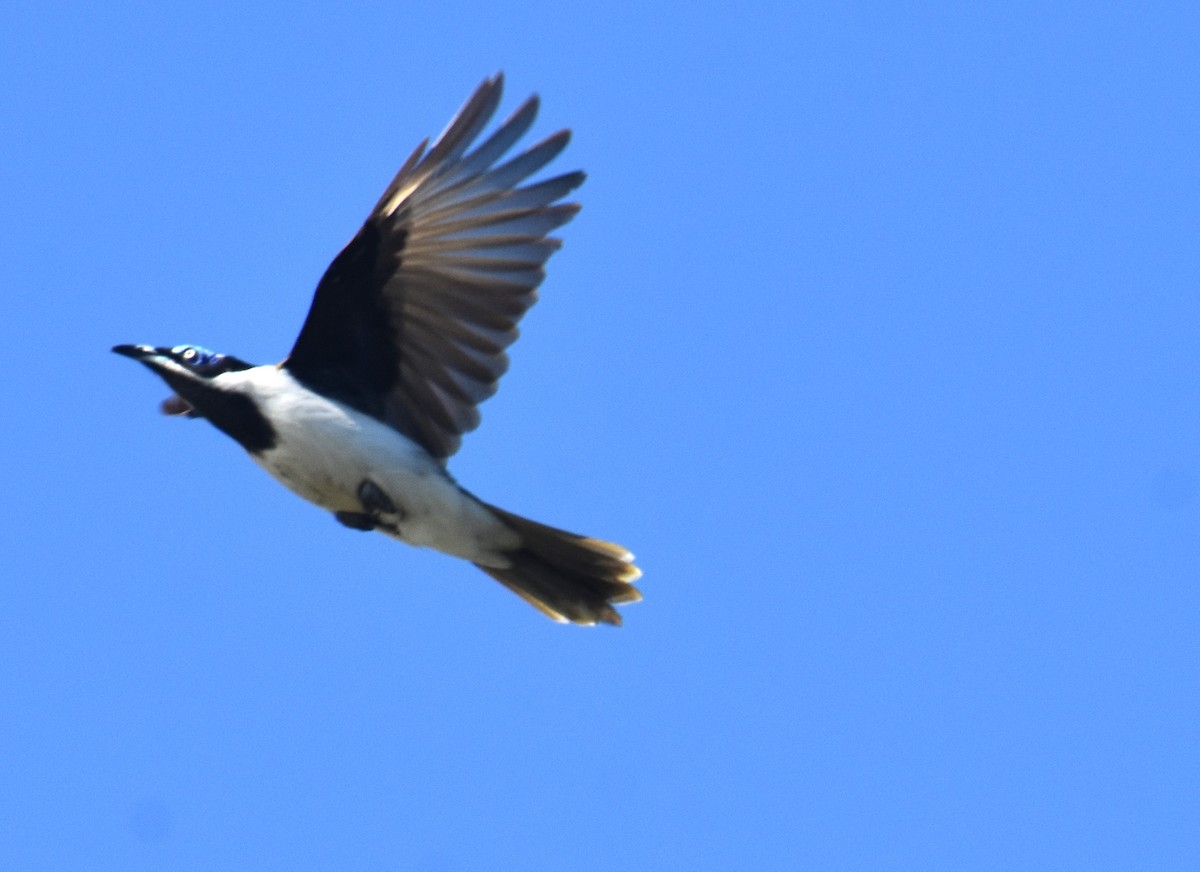 Blue-faced Honeyeater - ML641667634