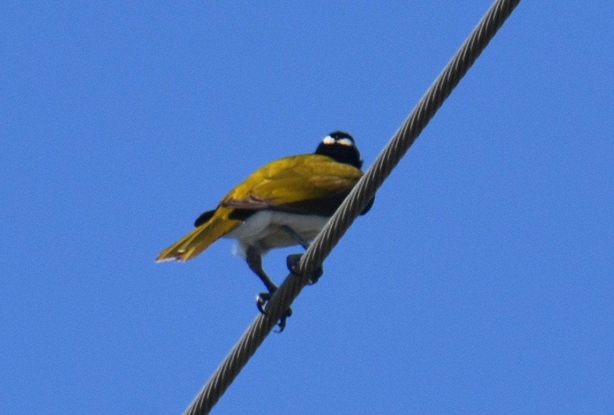 Blue-faced Honeyeater - ML641667639