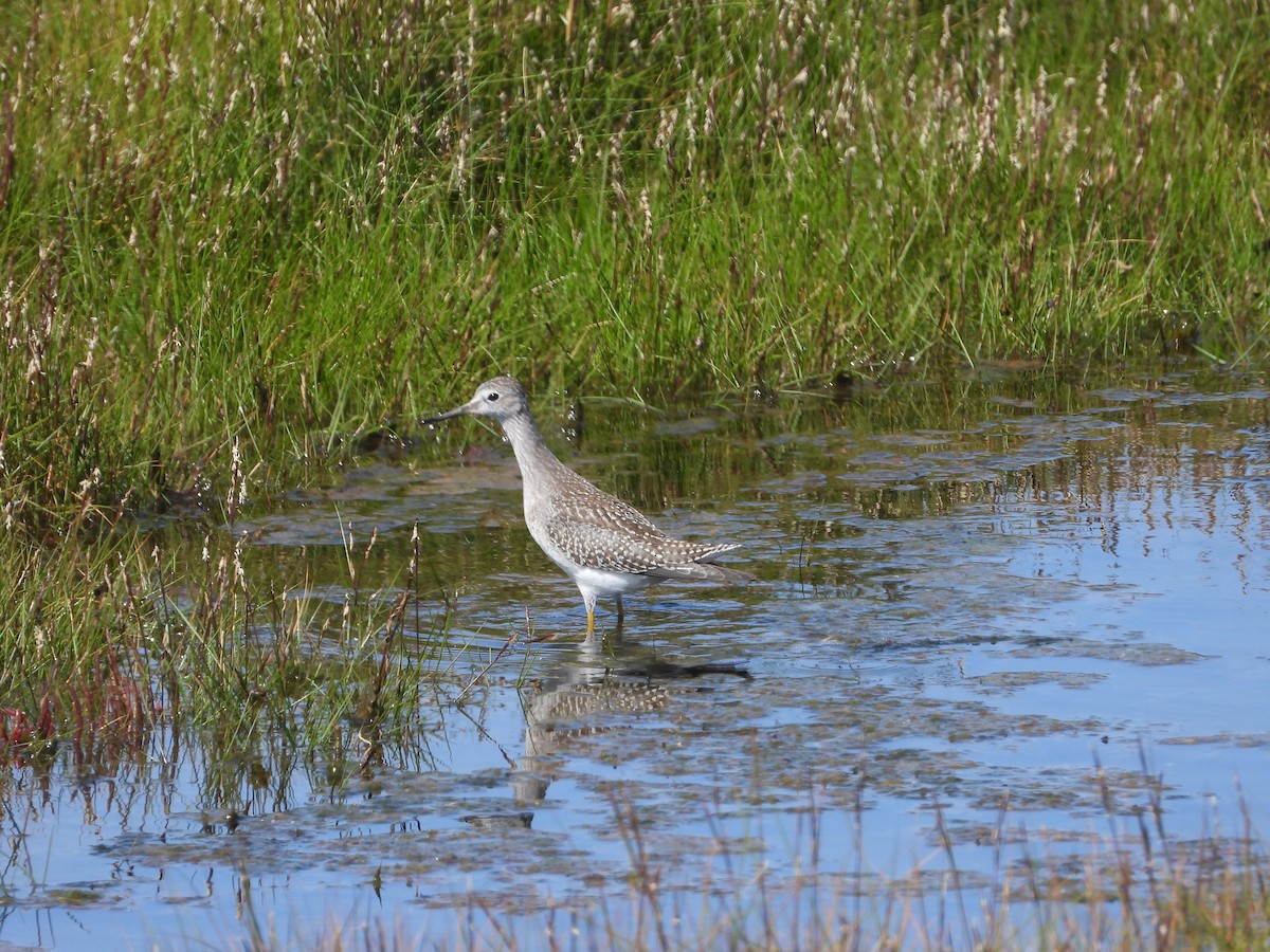 Lesser Yellowlegs - ML641667640