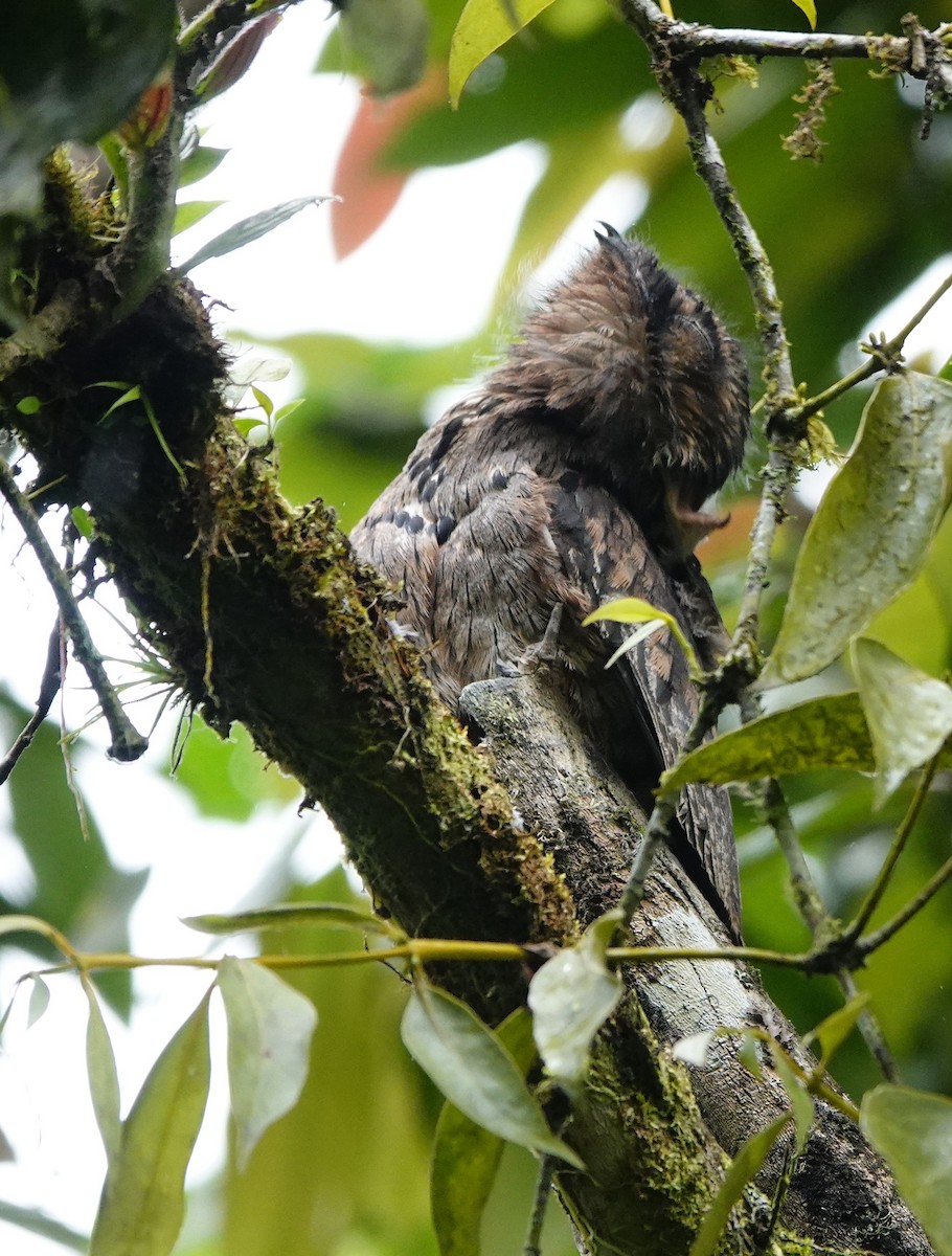 Common Potoo - ML641667641
