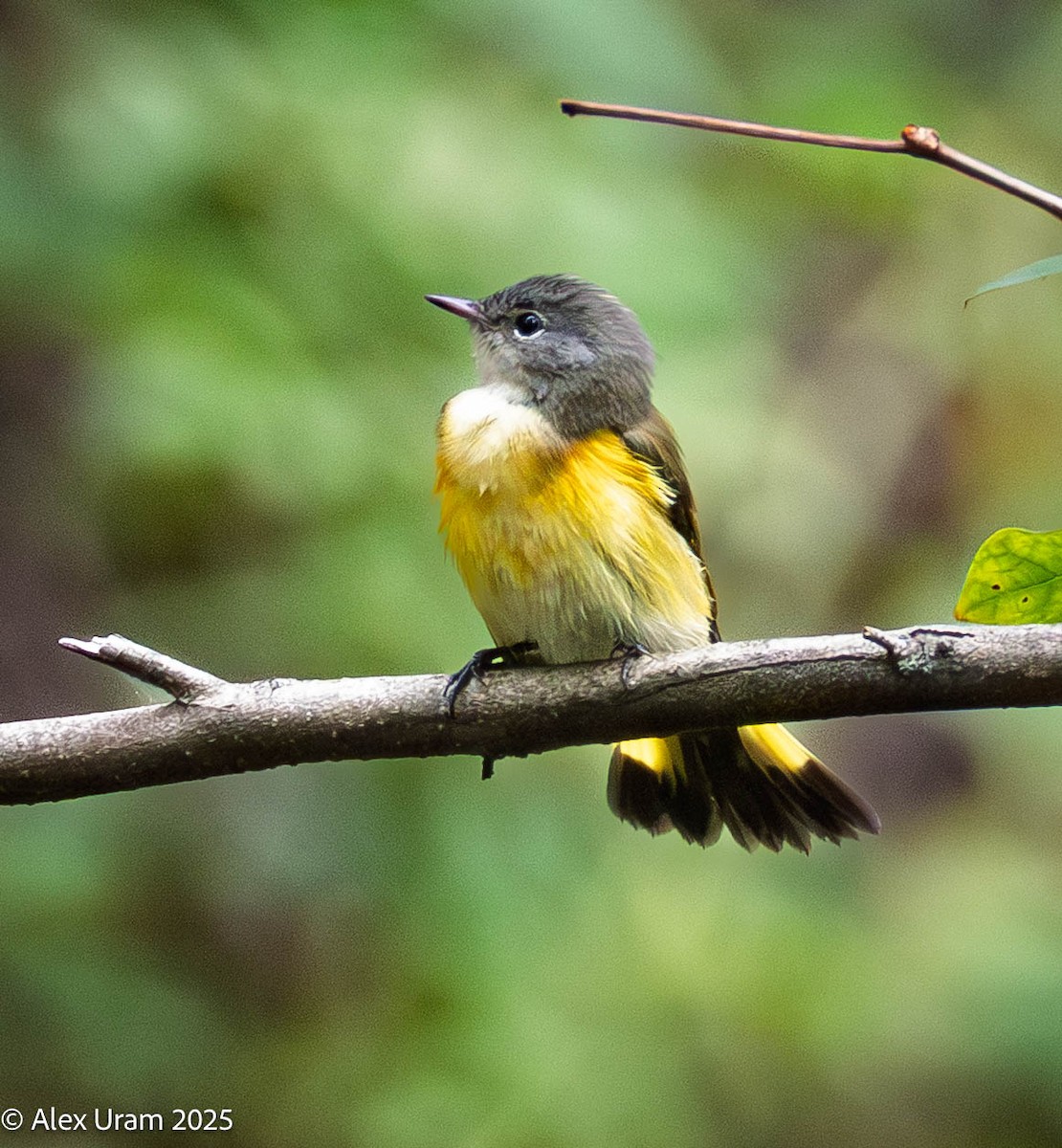 American Redstart - ML641667644