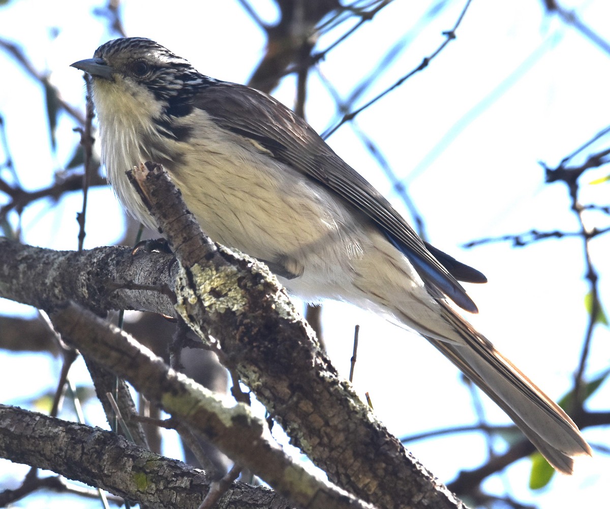 Striped Honeyeater - ML641667648