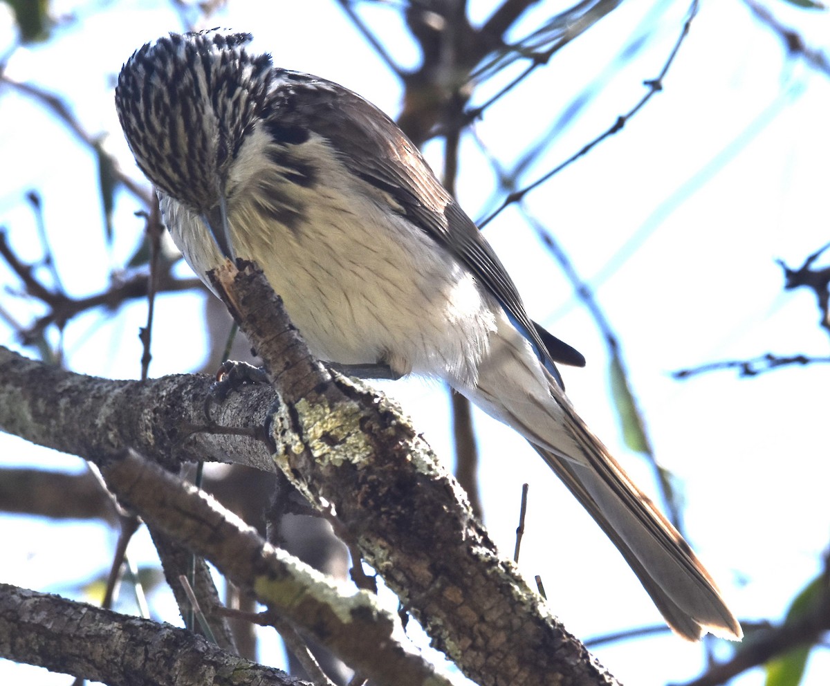 Striped Honeyeater - ML641667655