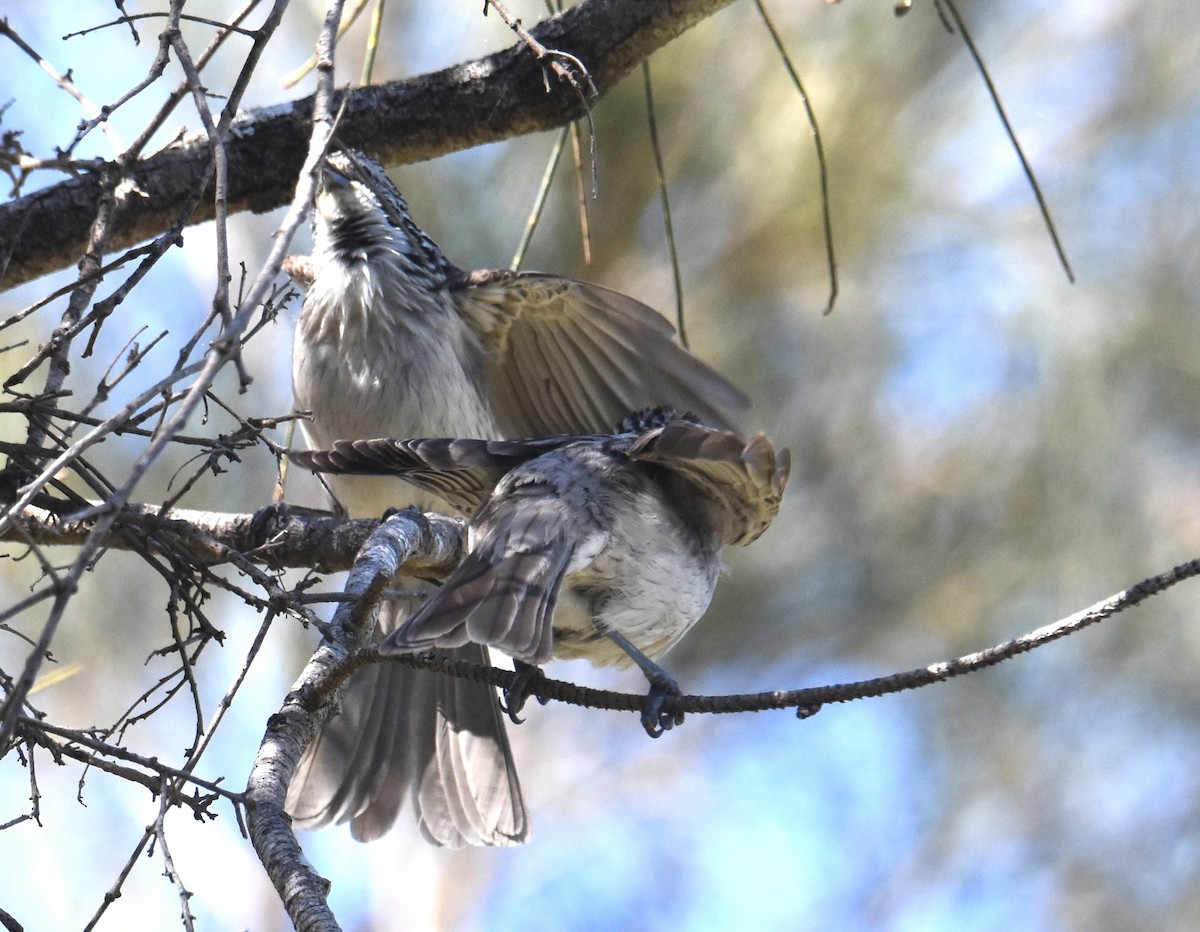 Striped Honeyeater - ML641667663
