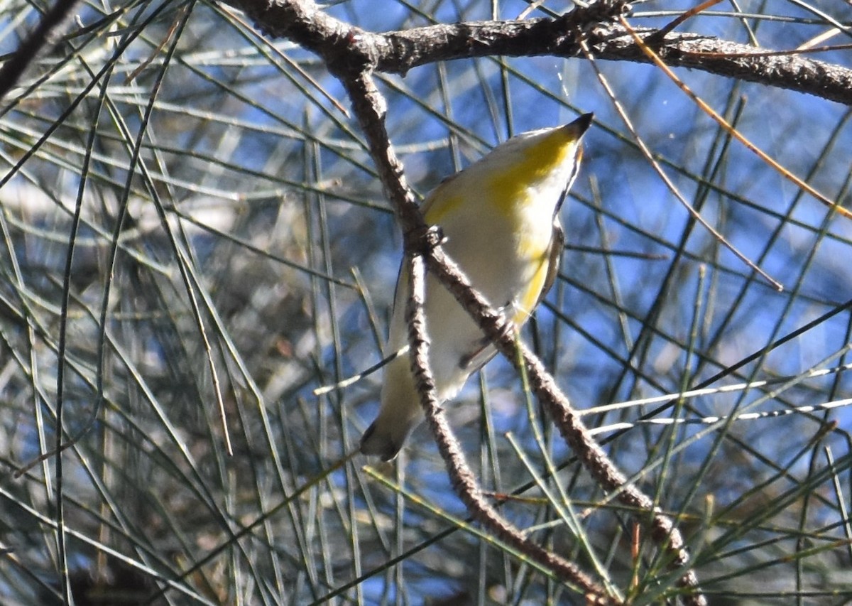 Striated Pardalote - ML641667692