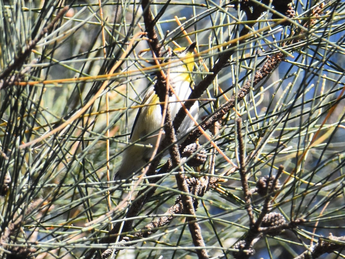 Striated Pardalote - ML641667696
