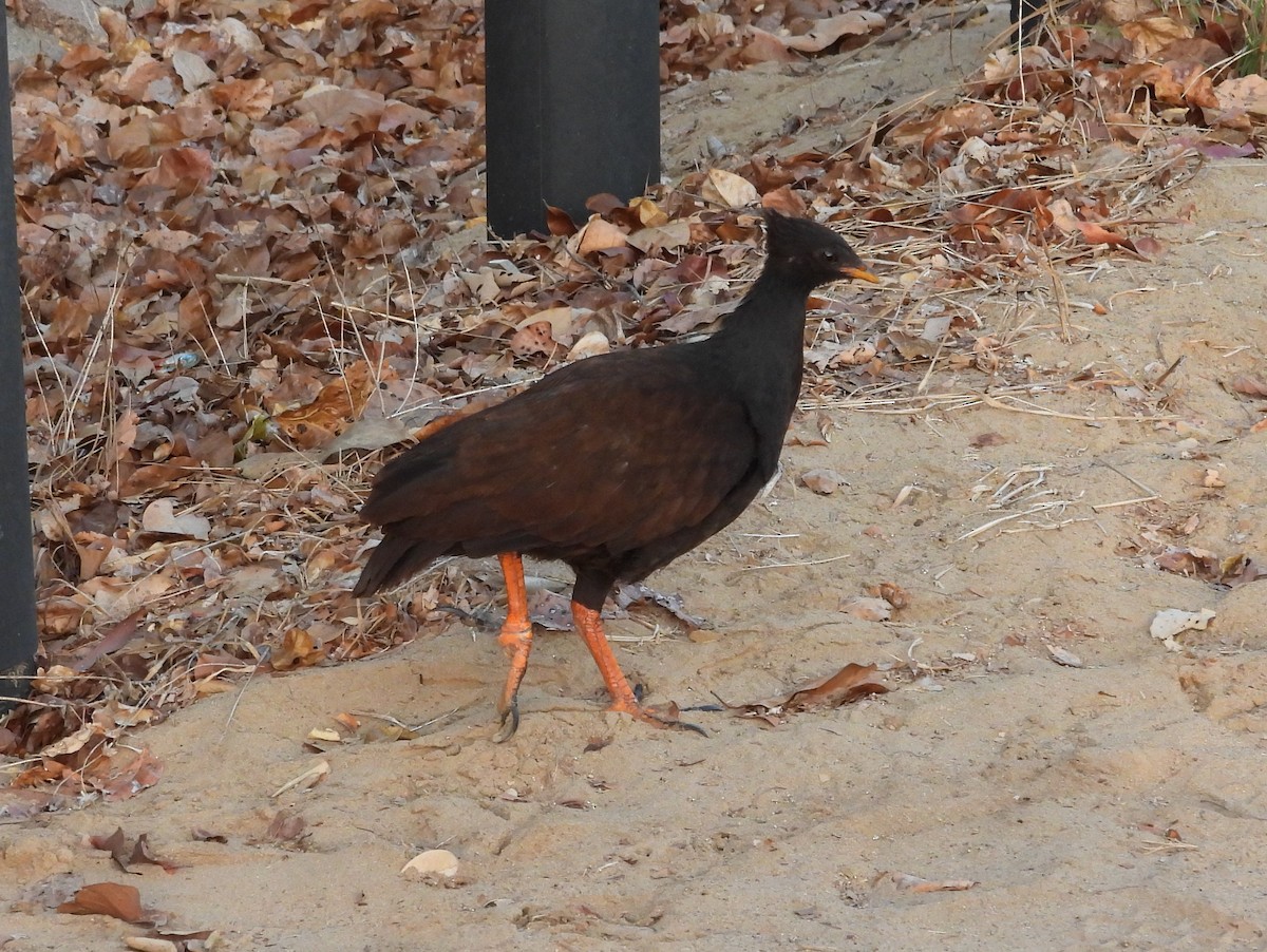 Orange-footed Megapode - ML641667727