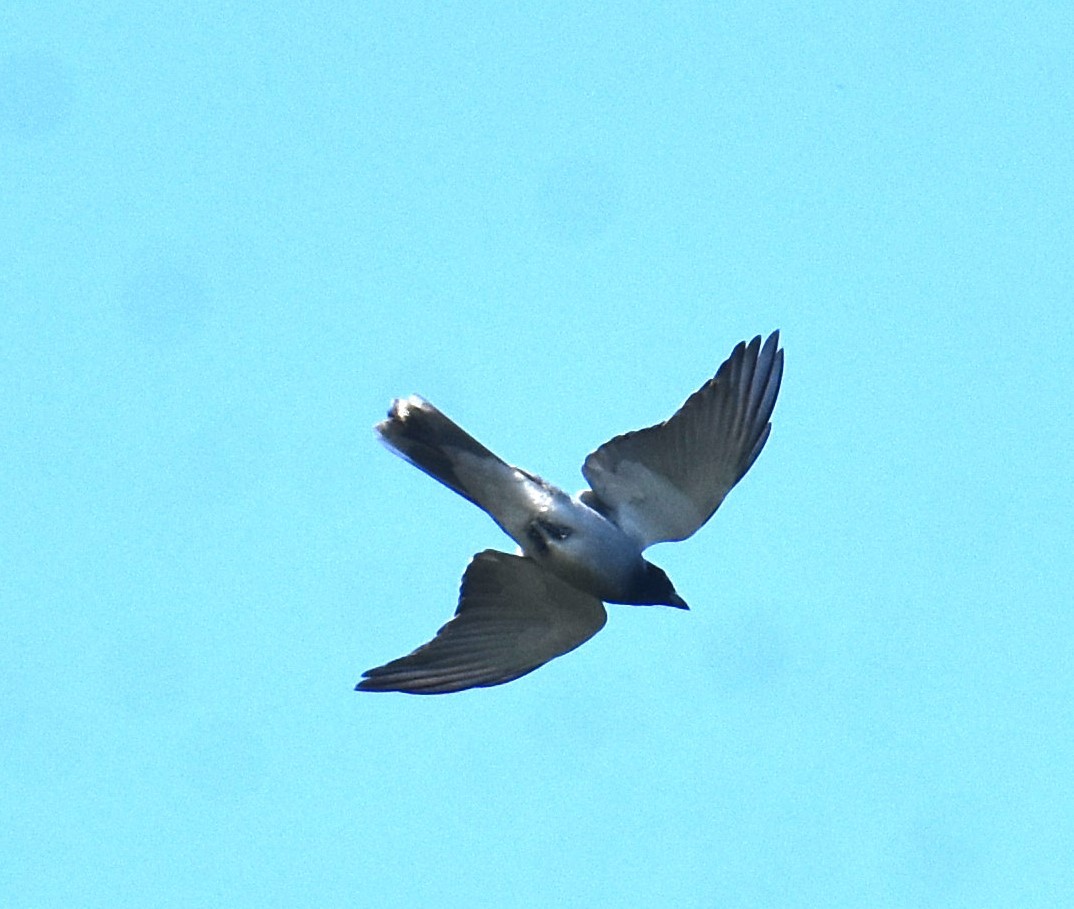 Black-faced Cuckooshrike - ML641667731