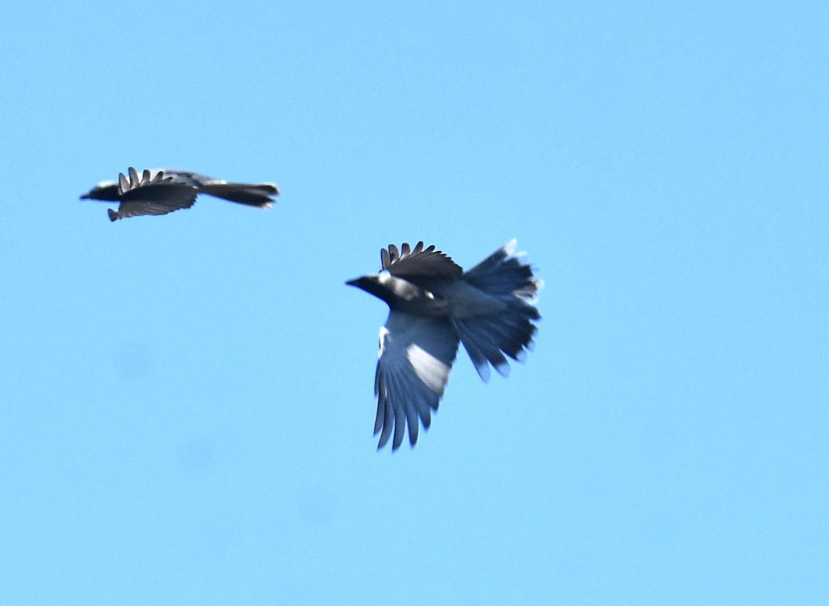 Black-faced Cuckooshrike - ML641667734
