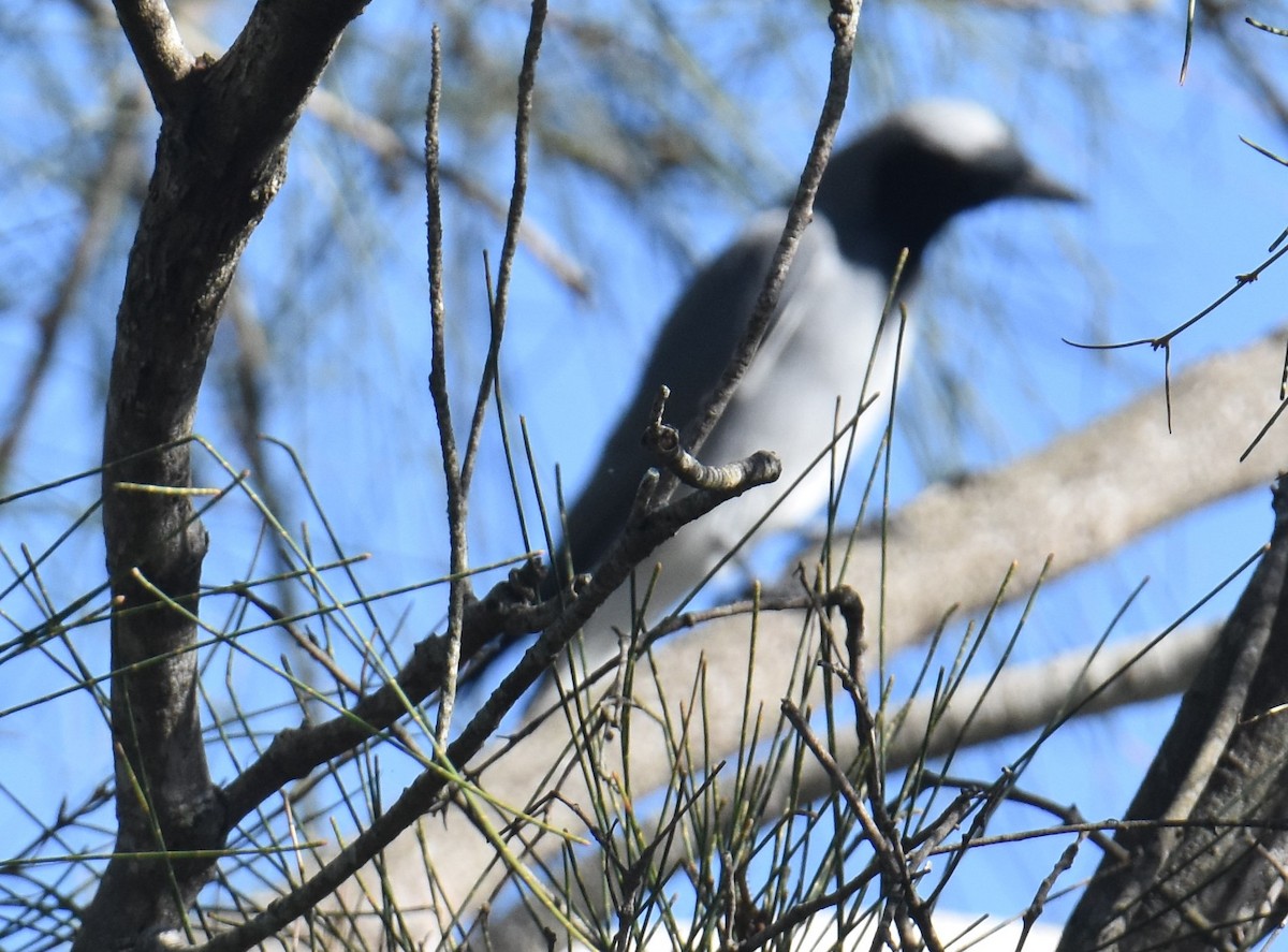 Black-faced Cuckooshrike - ML641667743