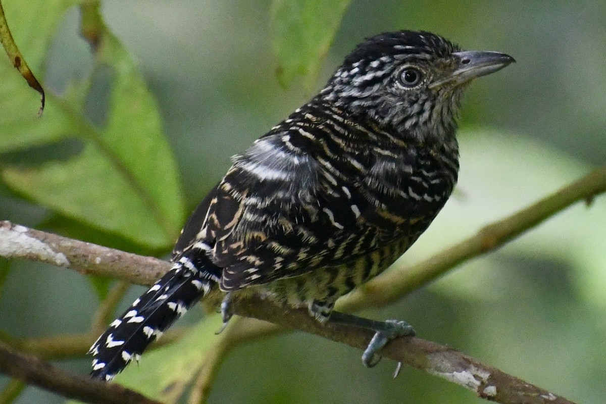 Barred Antshrike - ML641667744
