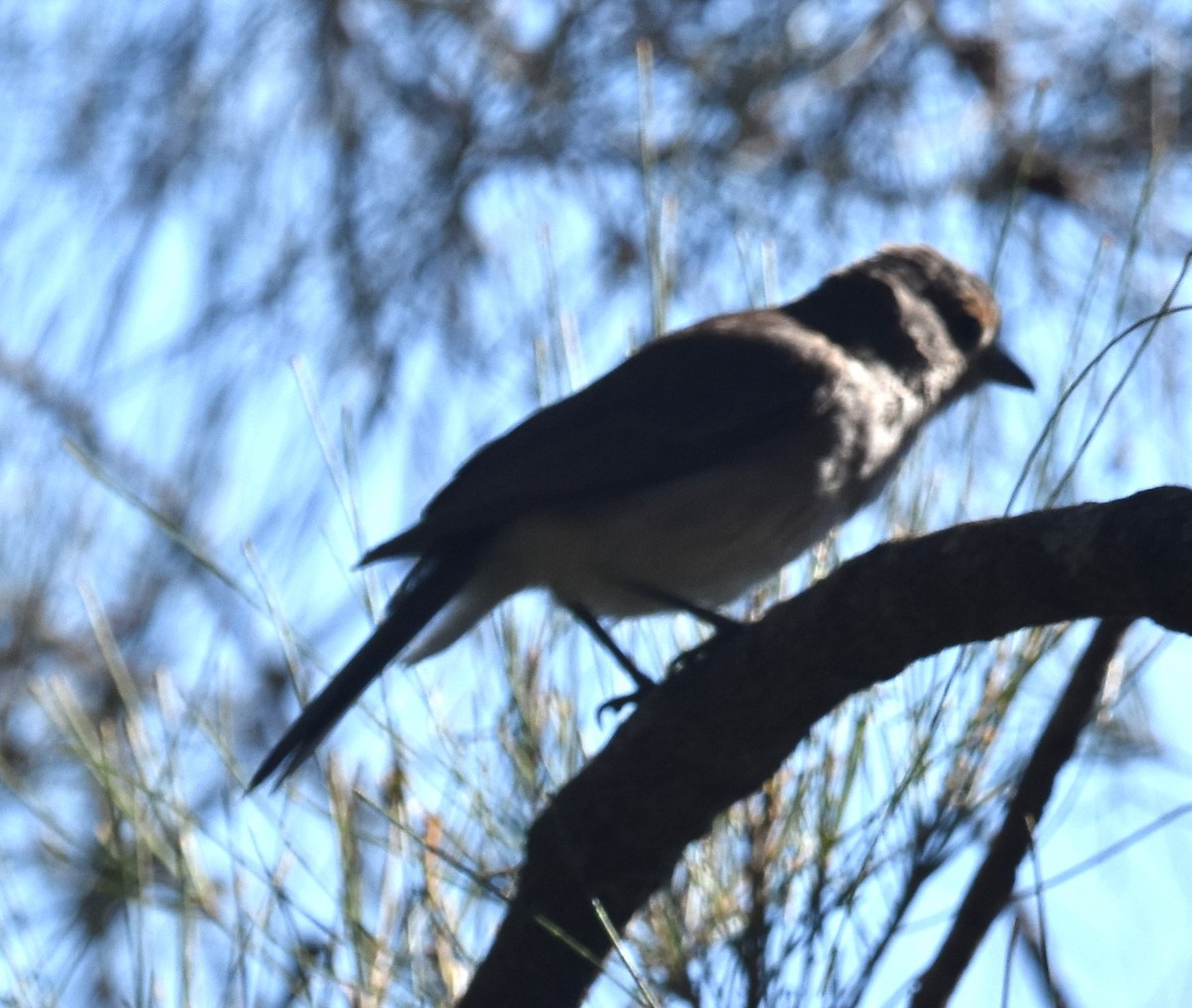 Gray Shrikethrush - ML641667808