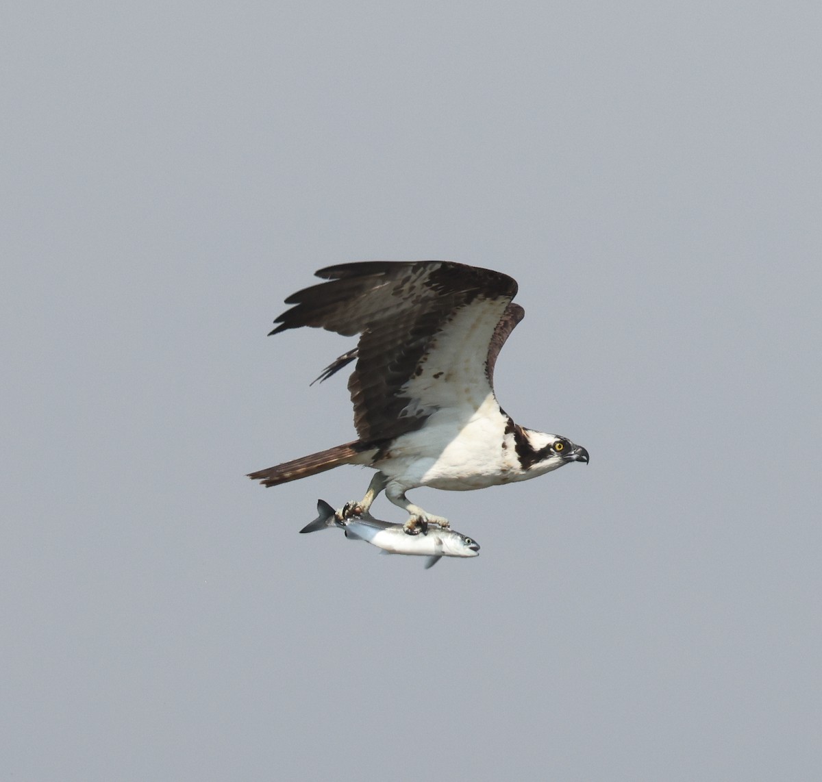 Osprey - ML641667821