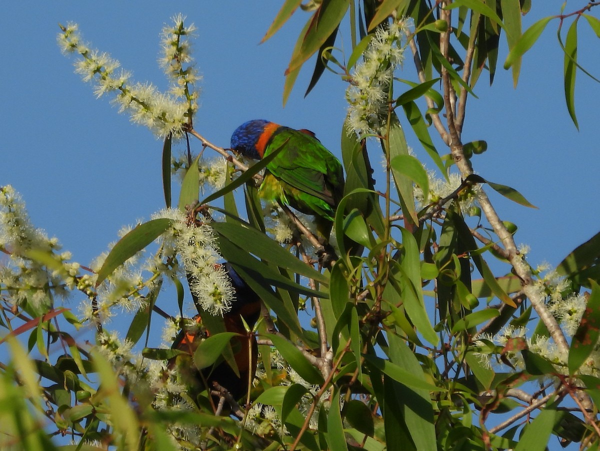 Red-collared Lorikeet - ML641667827