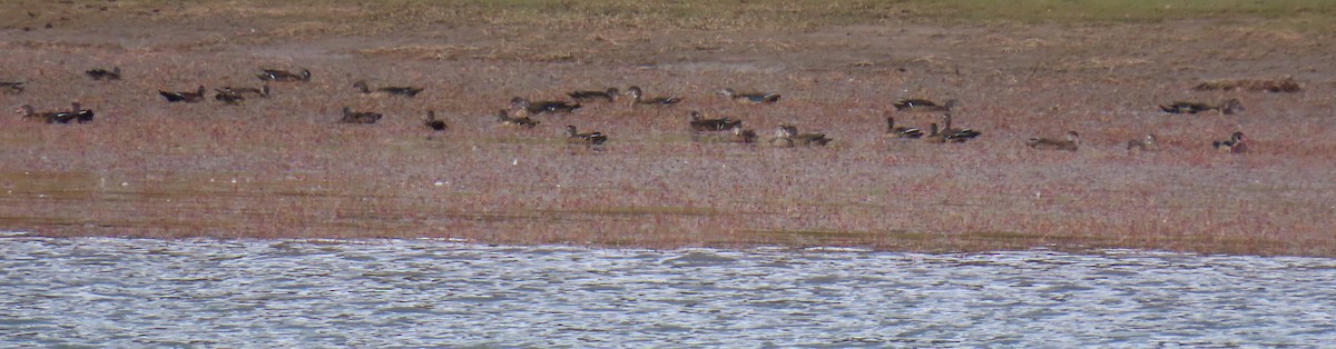 Wood Duck - ML641667836