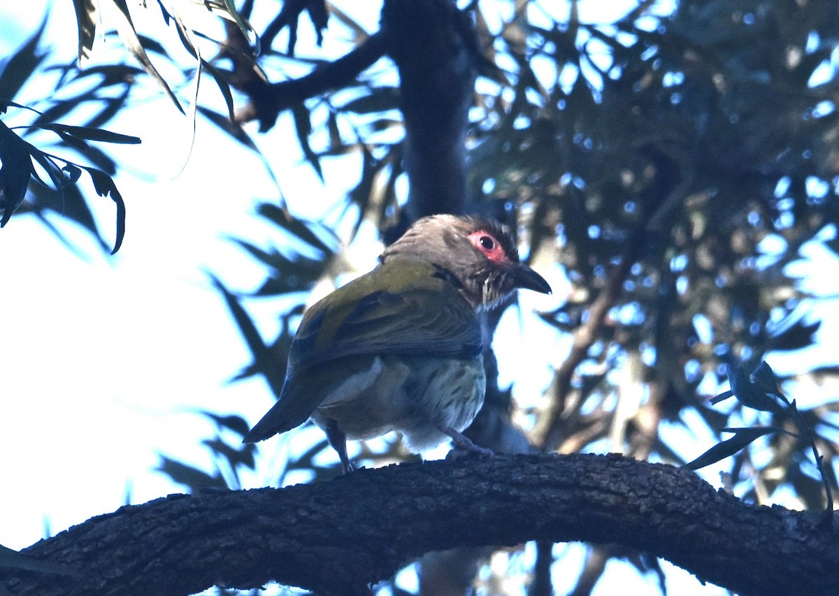 Australasian Figbird - ML641667839