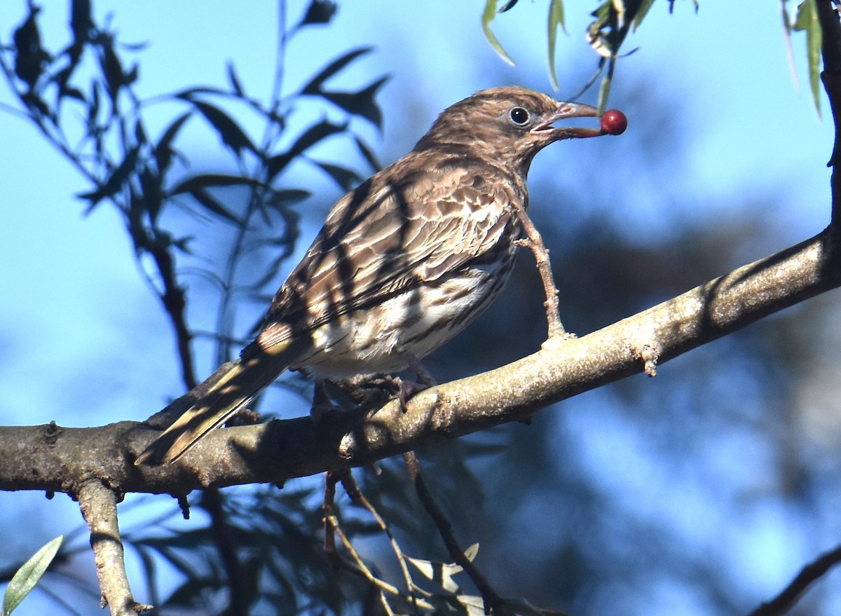Australasian Figbird - ML641667841