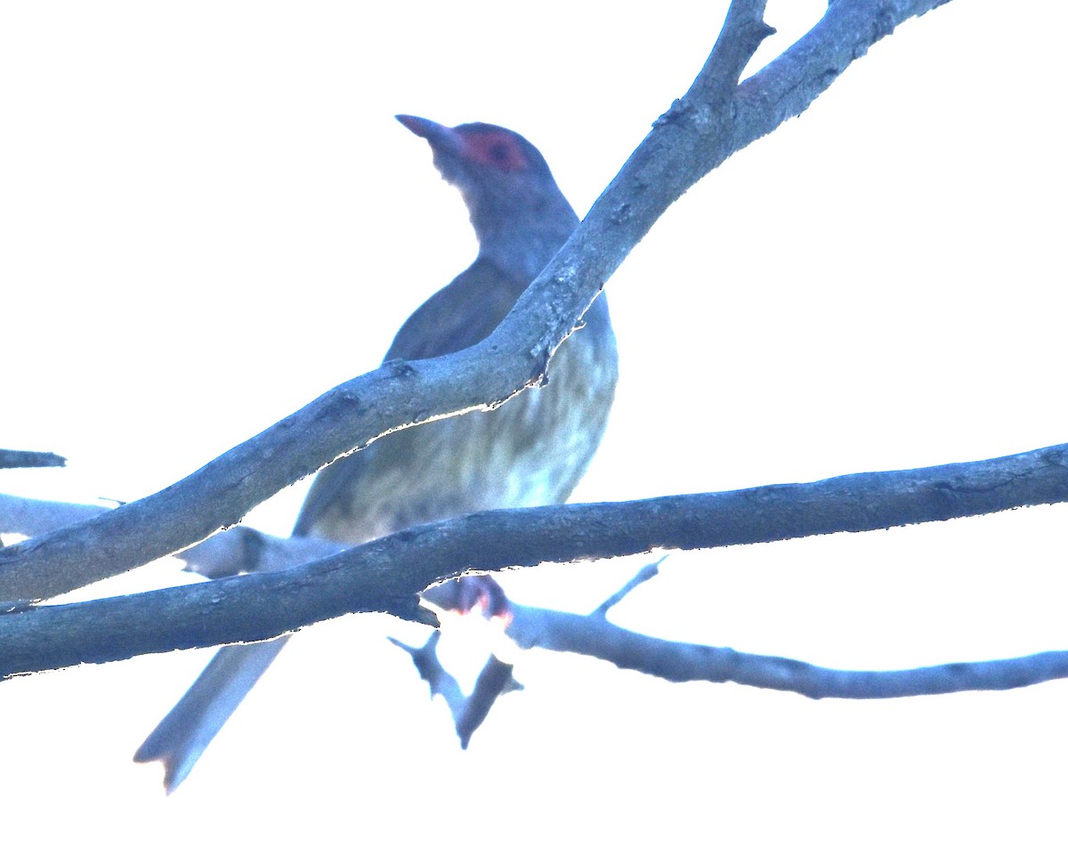 Australasian Figbird - ML641667845
