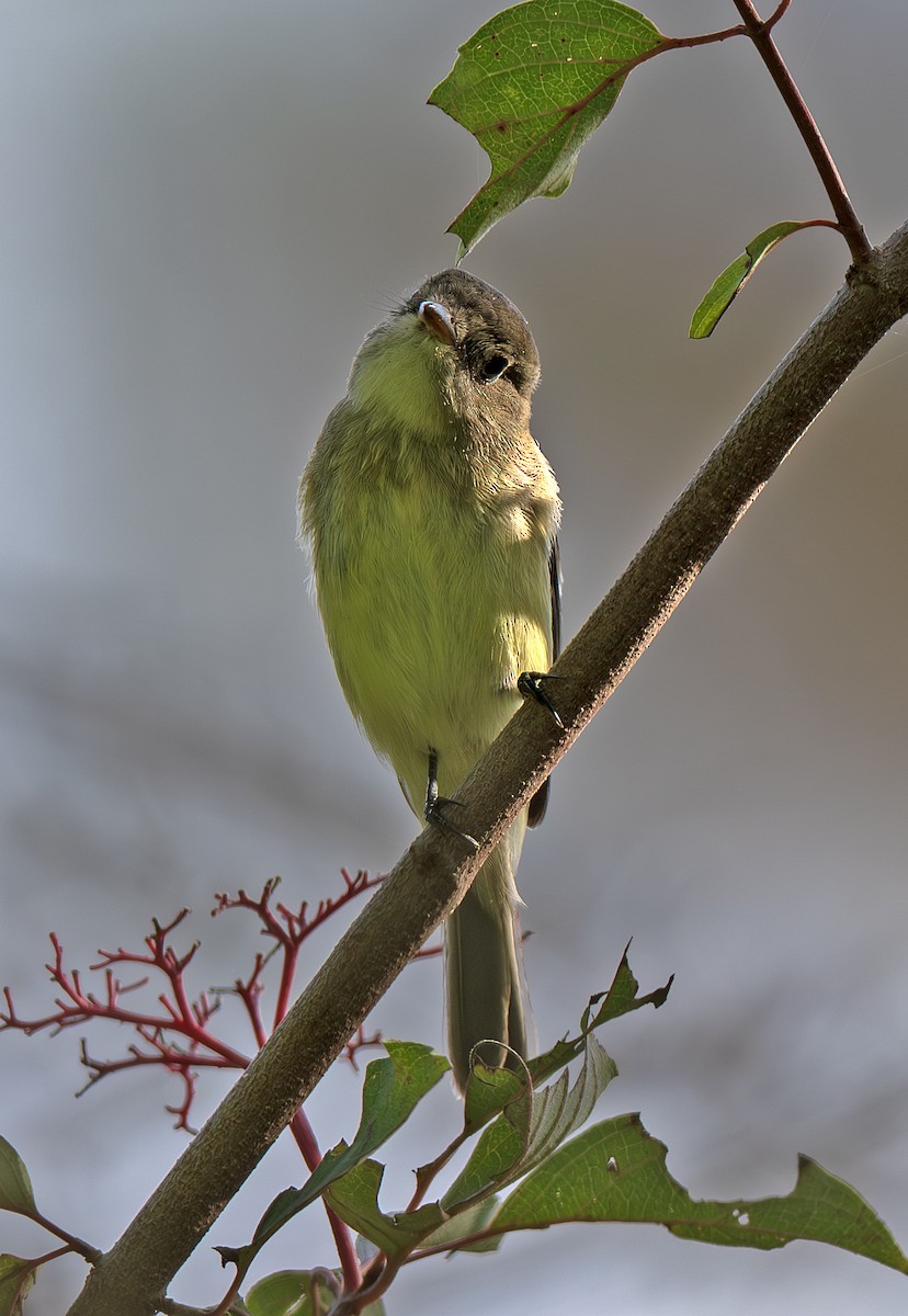 Yellow-bellied Flycatcher - ML641667847