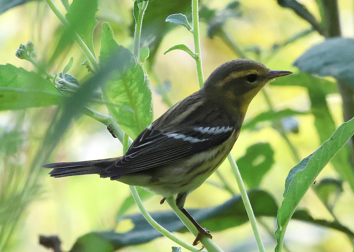 lesňáček jedlovcový - ML641667848