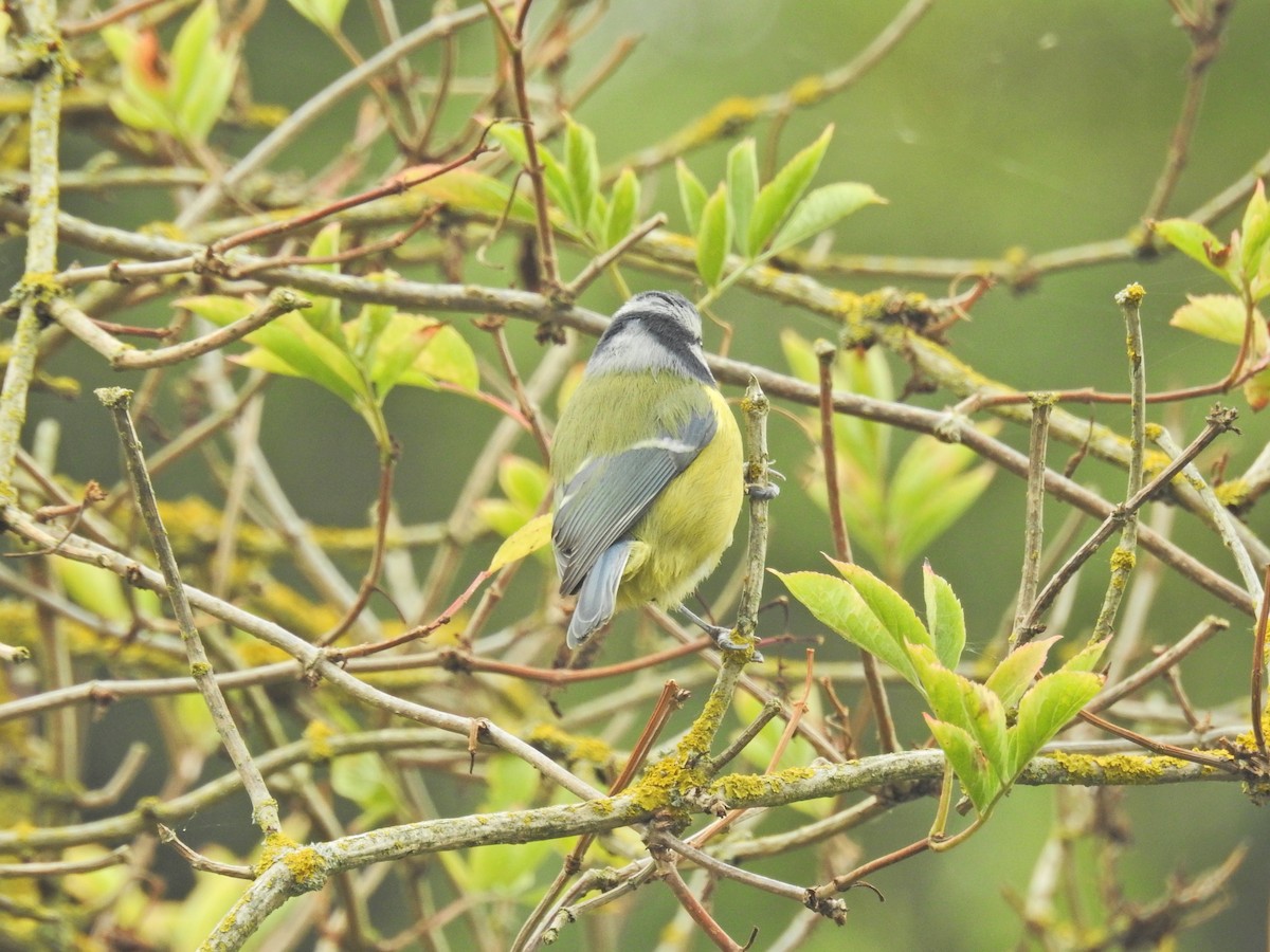 Mésange bleue - ML641667850