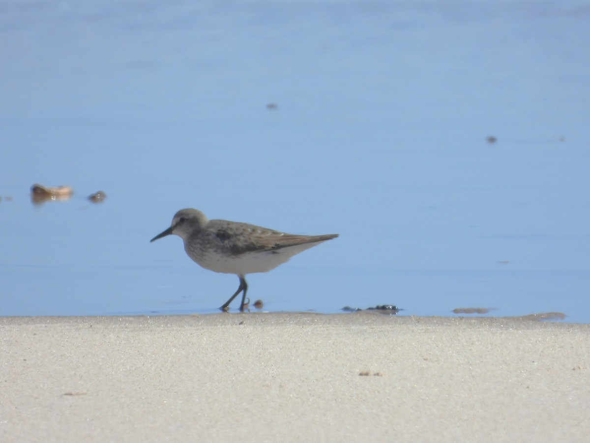White-rumped Sandpiper - ML641667857