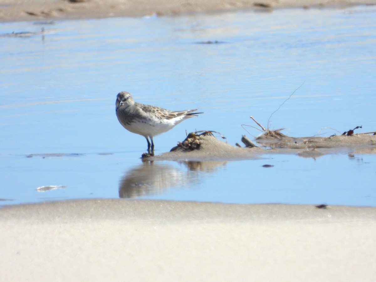 White-rumped Sandpiper - ML641667858