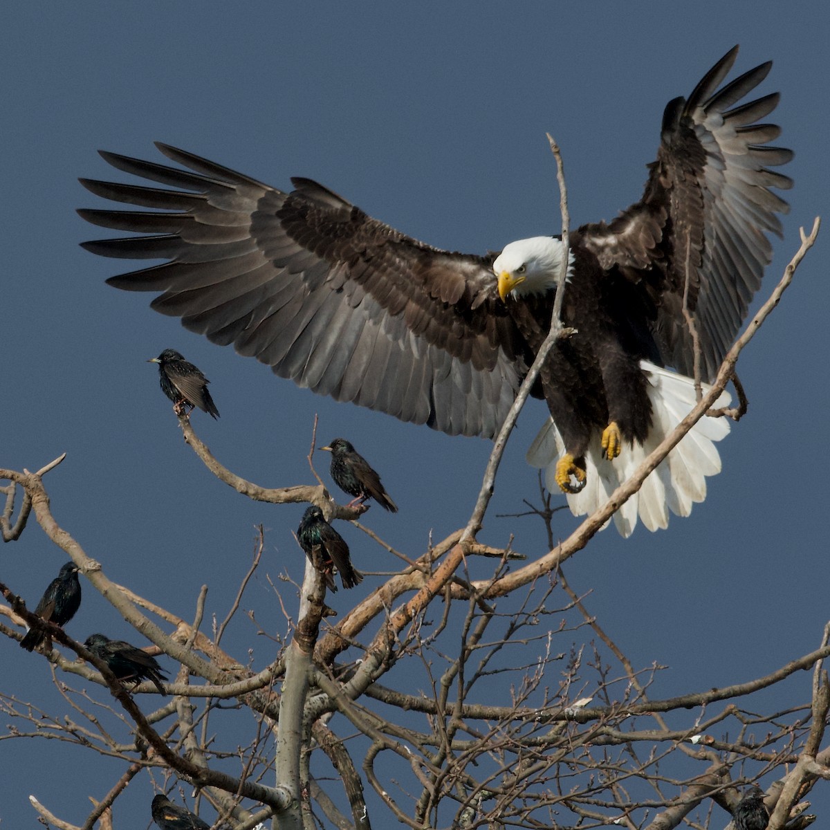 Bald Eagle - ML641667881