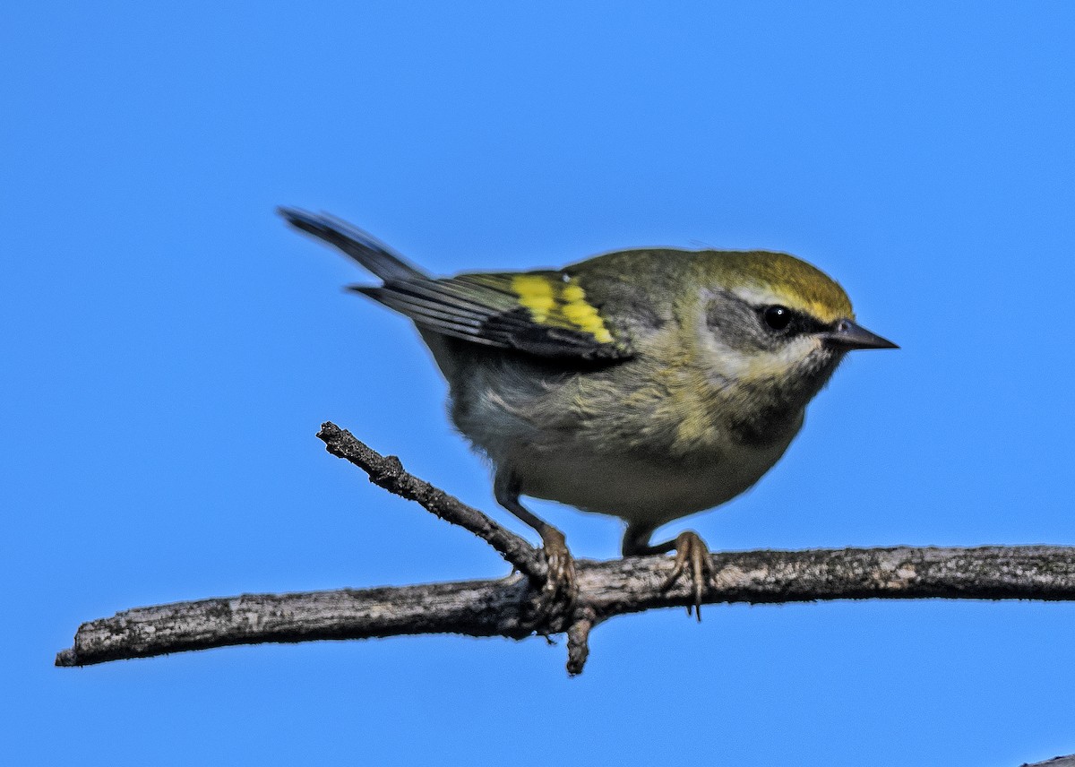 Golden-winged Warbler - ML641667882