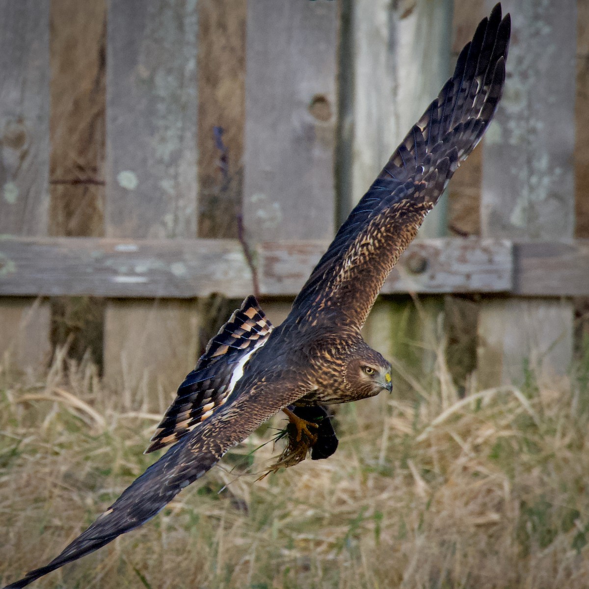 Northern Harrier - ML641667883