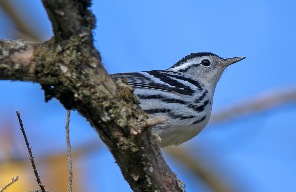 Black-and-white Warbler - ML641667887