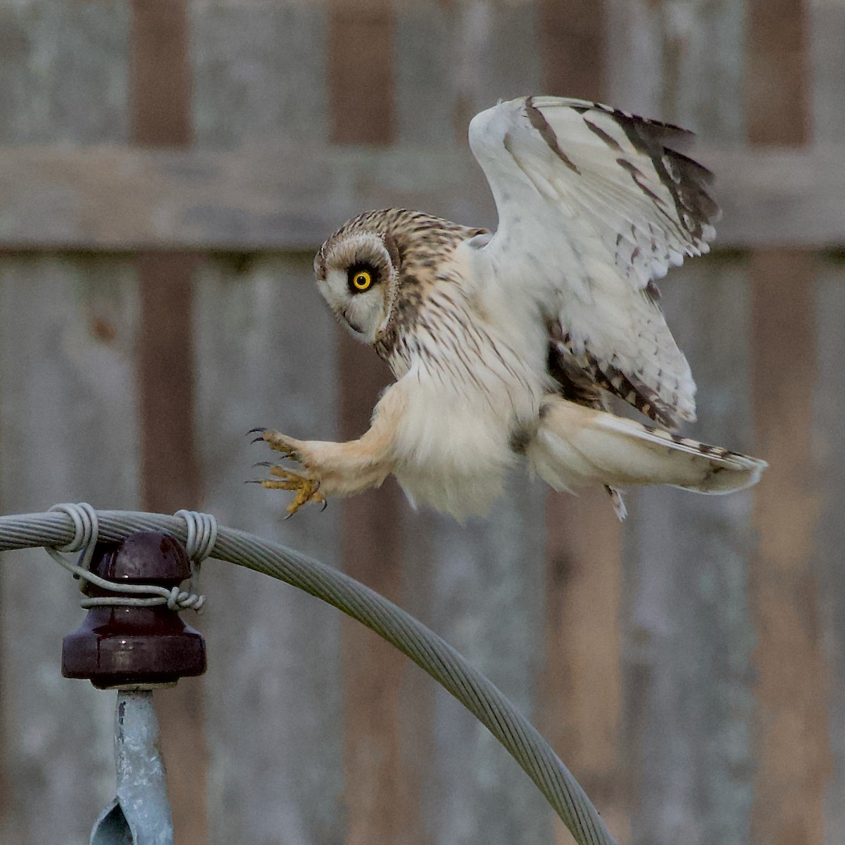 Short-eared Owl - ML641667891