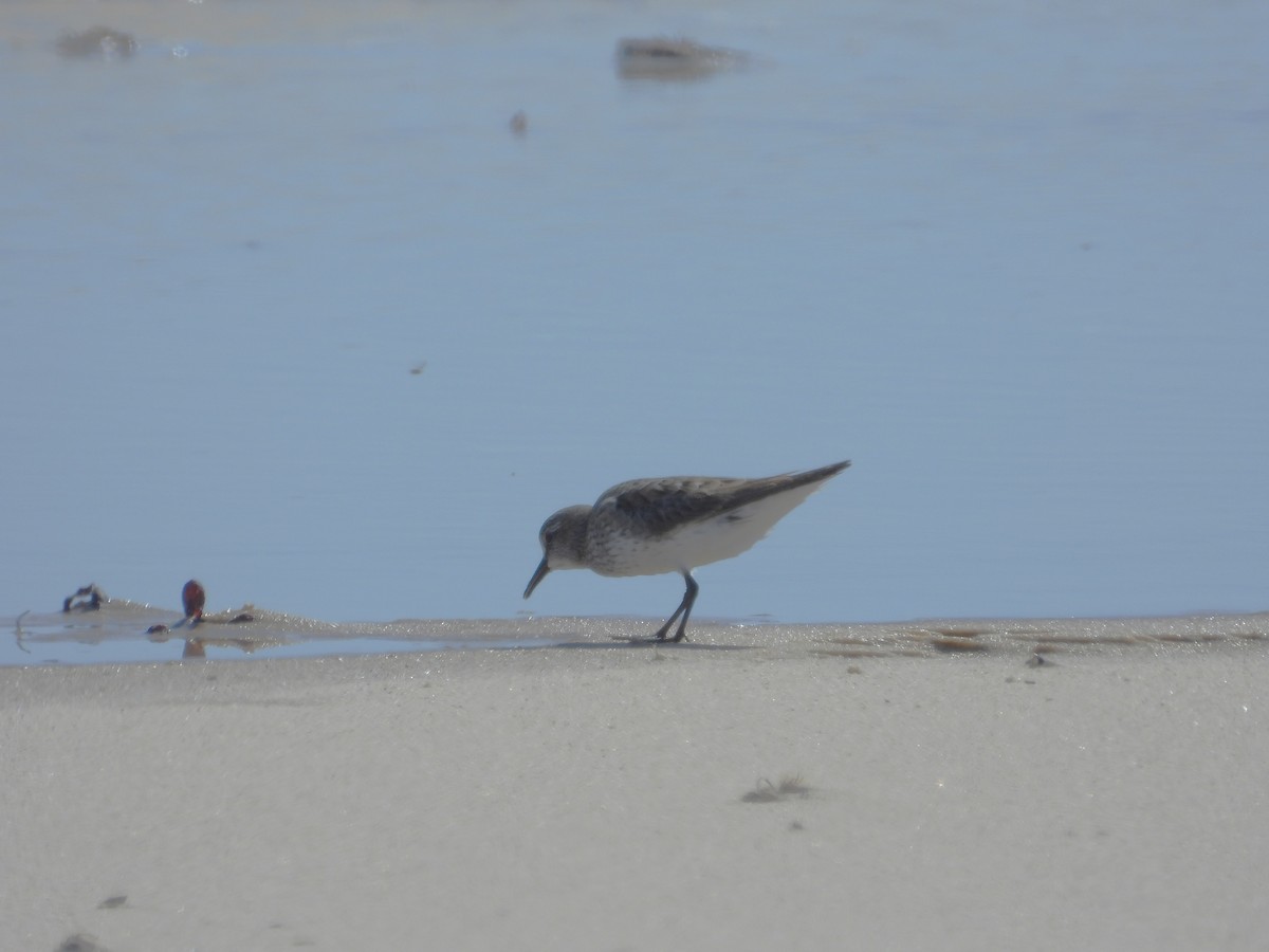 White-rumped Sandpiper - ML641667904