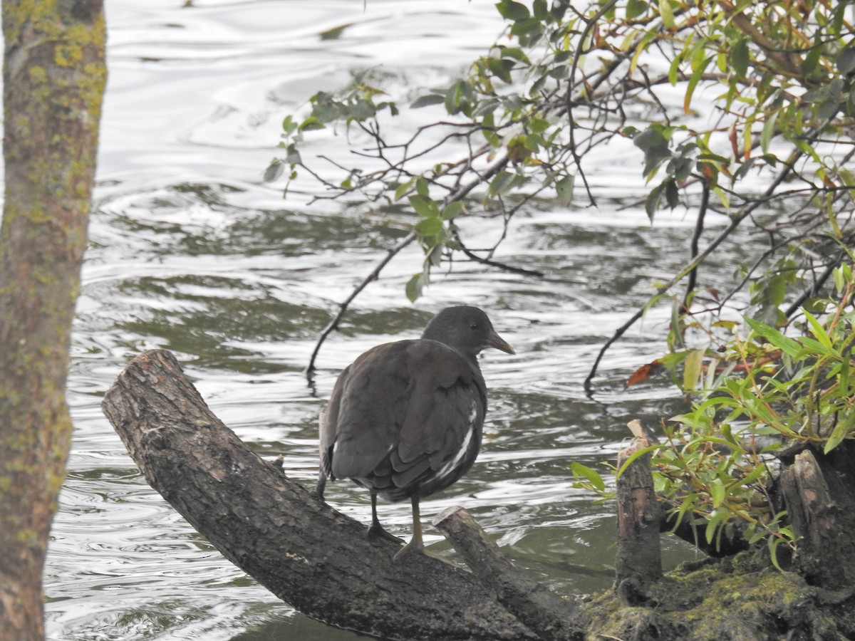 Gallinule poule-d'eau - ML641667909