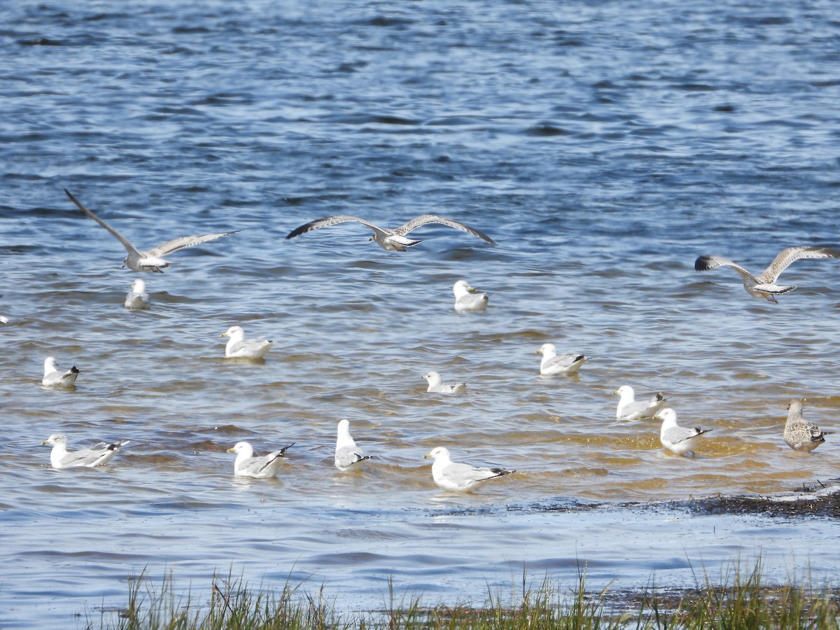 Ring-billed Gull - ML641667915