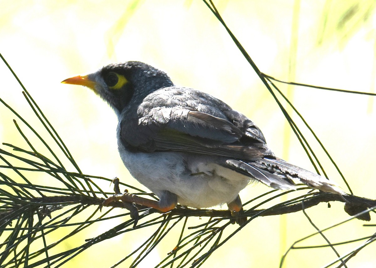 Noisy Miner - ML641667916