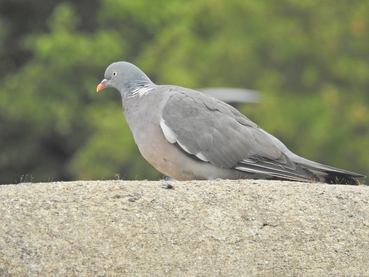 Pigeon ramier - ML641667924