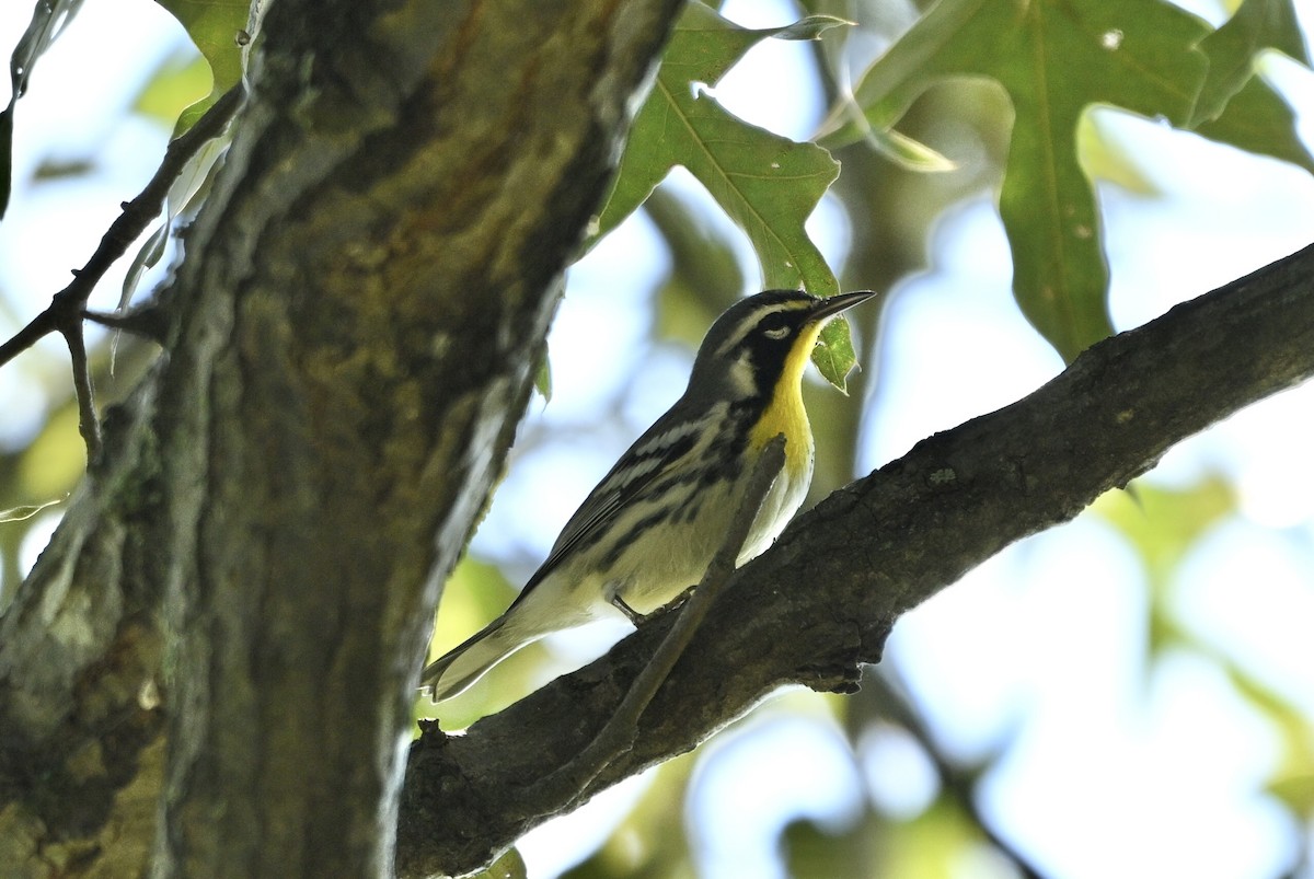 Yellow-throated Warbler - ML641667925