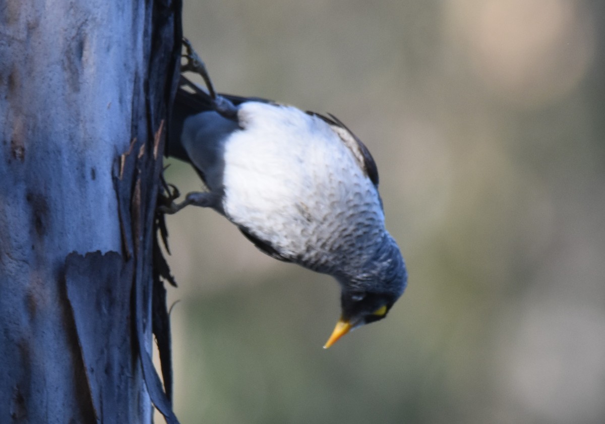 Noisy Miner - ML641667926