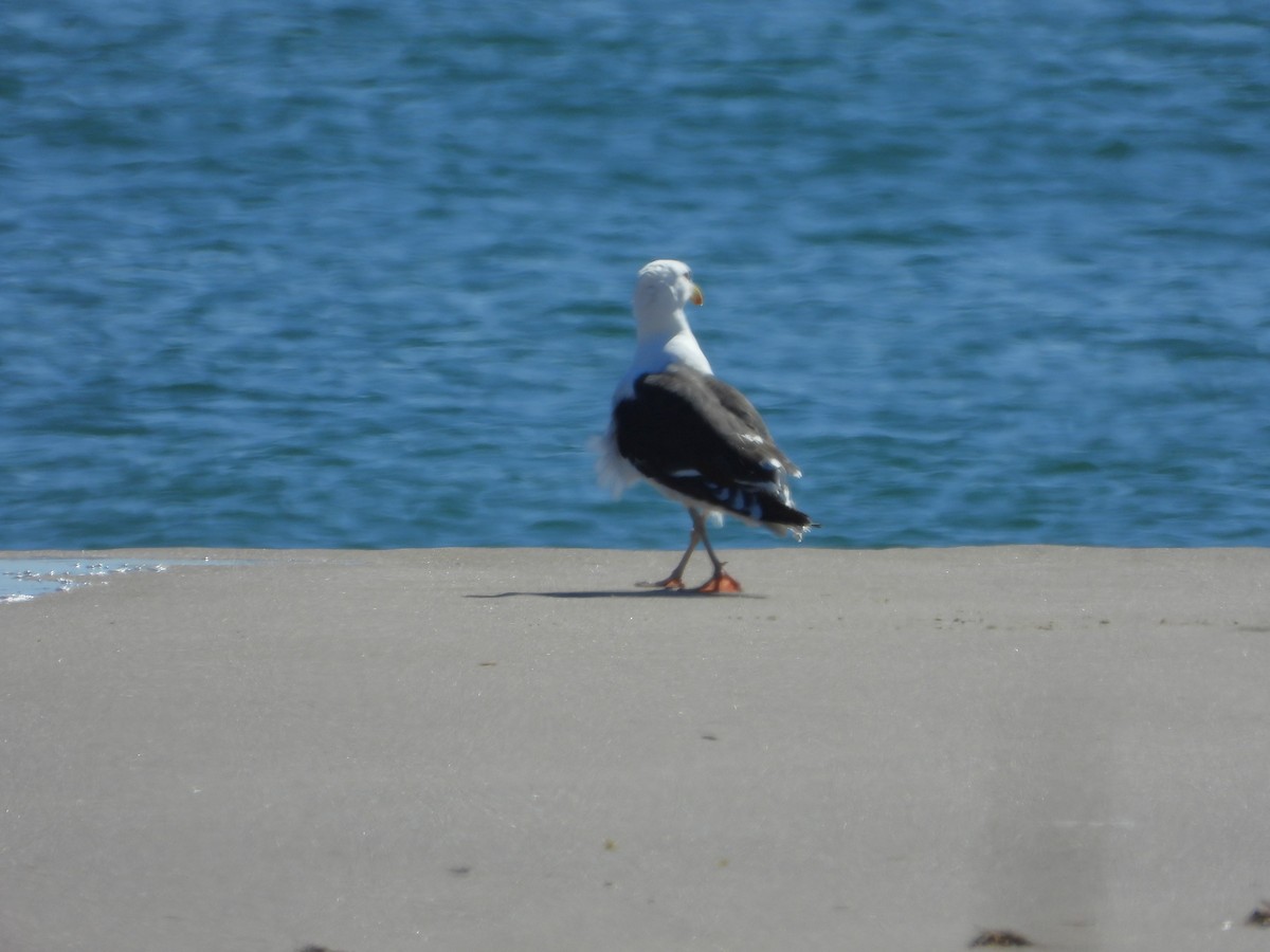 Great Black-backed Gull - ML641667927