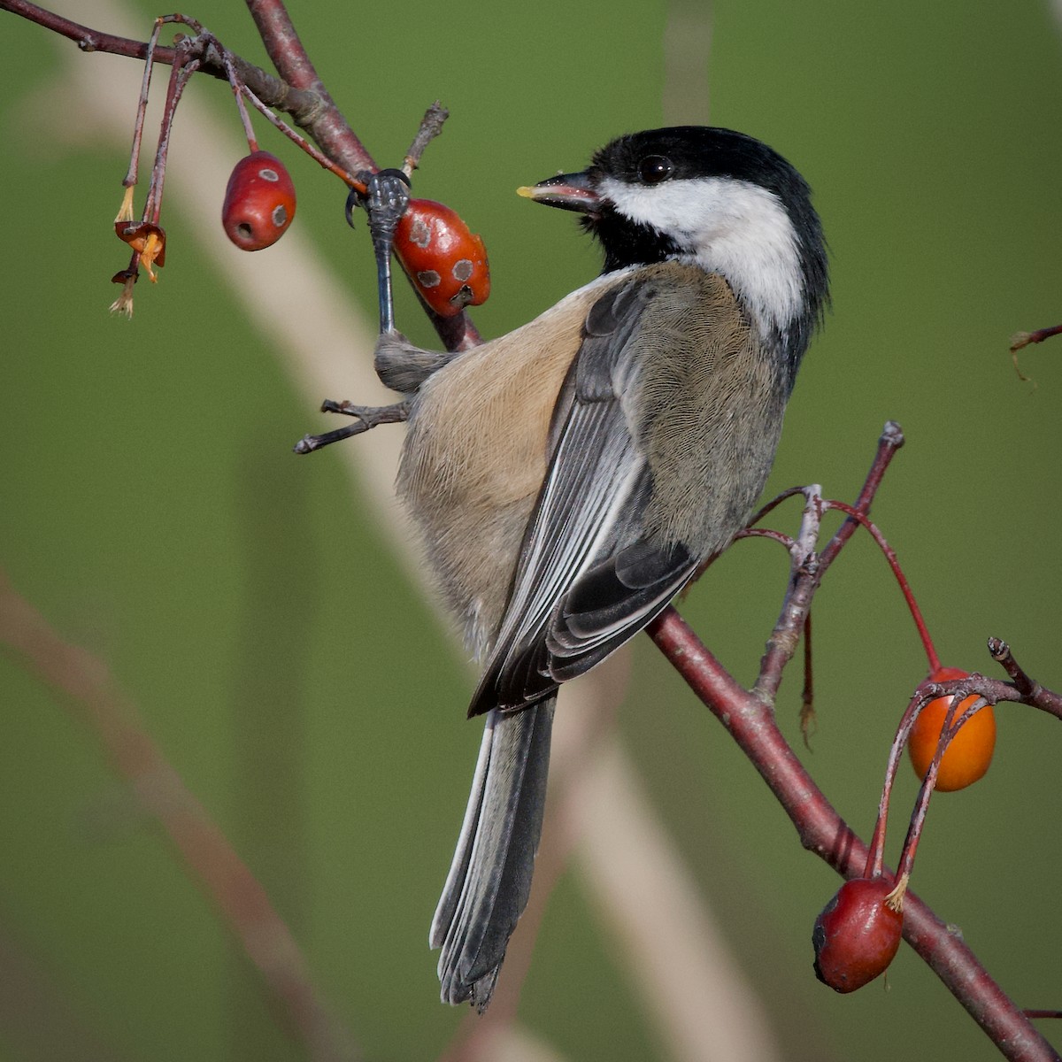Black-capped Chickadee - ML641667930