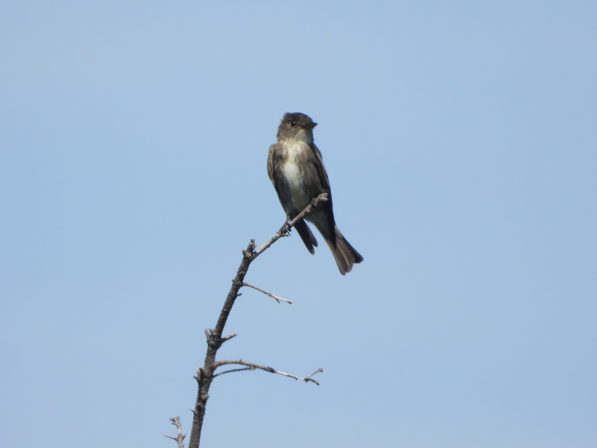 Olive-sided Flycatcher - ML641667932