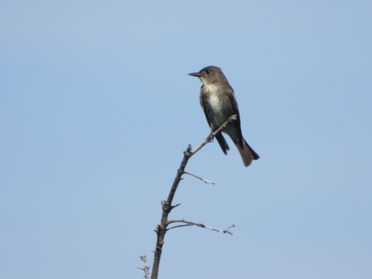 Olive-sided Flycatcher - ML641667933
