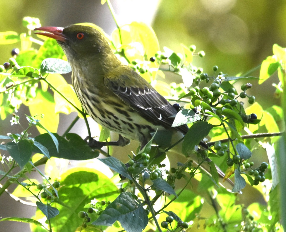 Olive-backed Oriole - ML641667936