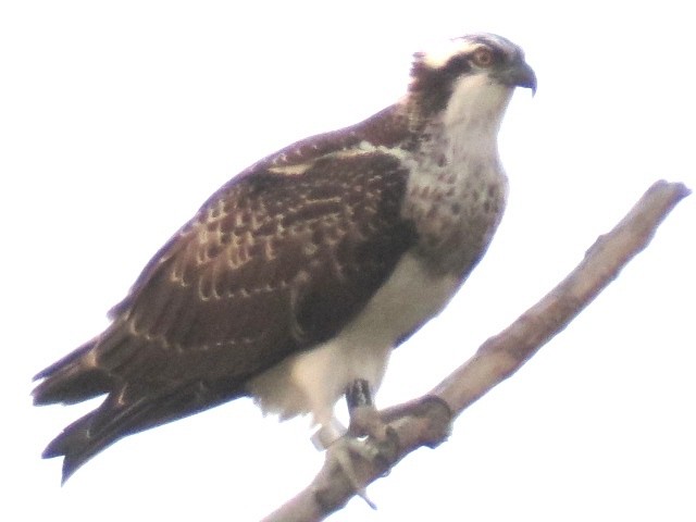 Osprey - ML641667940