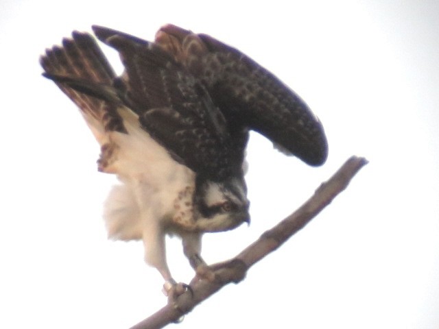 Osprey - ML641667941