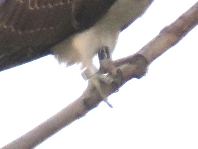 Osprey - ML641667943