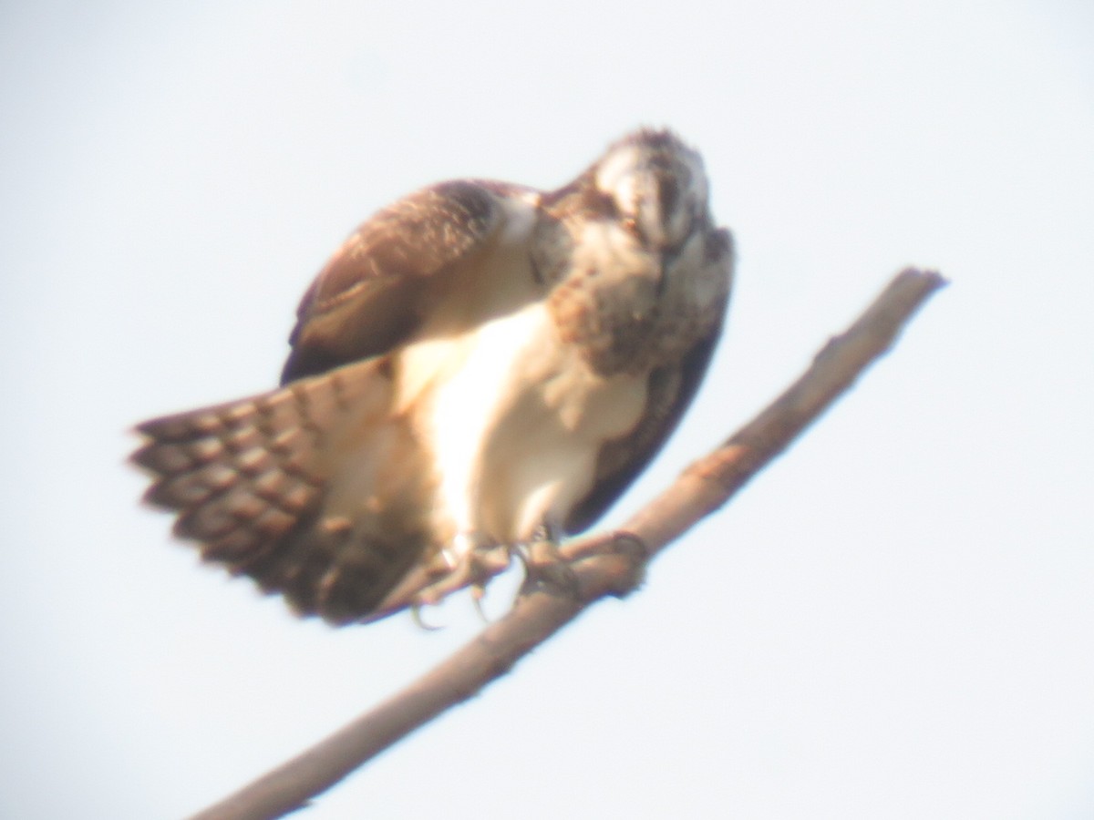 Osprey - ML641667944