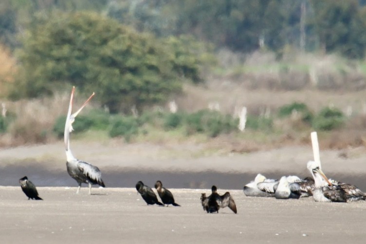 Peruvian Pelican - ML641667964